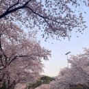 4월1일(토)서울 과천대공원 산림욕장 트레킹&벗꽃 나들이 갑니다)RE:목요일까지 참석자가 없으면 이번모임 취소합니다 이미지