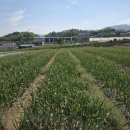 버팀목농원 이미지