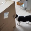 고로고로펫 | 고로고로 고양이 스크래쳐 숨숨집 후기