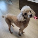 올라펫살롱 | 울라펫살롱