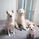 메디뱅크 | 호주퍼스:: 메디뱅크 보험, 노매드랜드, 회사 무료점심, 피곤, 버섯볶음 간단 저녁