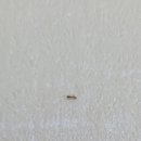 이레방제