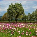 "7만 평에 1억 송이 코스모스가 절정이에요" 매년 35만 명 다녀간 가을꽃 축제 이미지