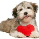 해옴동물병원 이미지