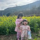 부산시설공단 곰내지소 | 부산 정관 유채꽃 벚꽃 명소 곰내연밭식당 주말나들이