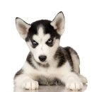 21세기동물병원 이미지