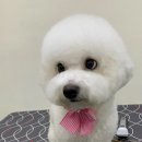 비마인 독 이미지