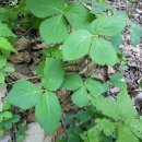 약초본가제분소 이미지