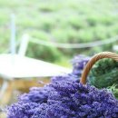 남부농장 이미지