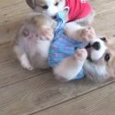 동물농장 Daum카페