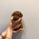 도그반하다 이미지