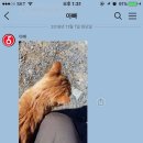 냥이파파 이미지