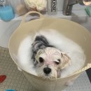 멍멍이 미장원 이미지