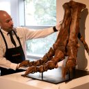 (주)신원휄트노동조합 | 오늘 최고의 보도사진: 홍수, 산불, 티라노사우루스 렉스 발 경매