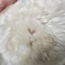 폴짝그루밍