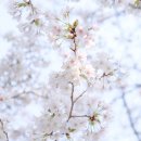 벚꽃 공중화장실 이미지