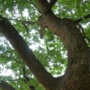 느티나무회관 이미지