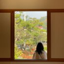 은행나무로(송현동) 이미지