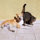 구포동물병원 이미지