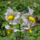 감자꽃필무렵 이미지