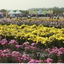 2021 드림파크 국화축제 이미지