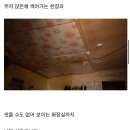 현시간 난리난 처참한 한국 노인의 집 내부.jpg 이미지