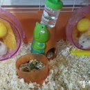짱아PC 이미지