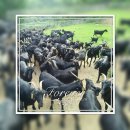 늘푸른염소농장 이미지