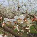 성실농원 이미지