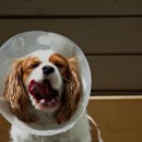 라온반려동물병원 이미지