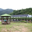 산나물농장펜션 이미지
