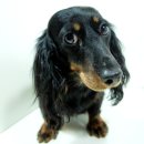 준 꼬꼬 이미지