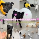 커몬댕댕 광주애견유치원&애견호텔 이미지