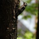 은평-023 이미지