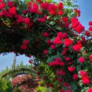 장미의거리9 이미지