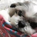 아지야 놀자 이미지