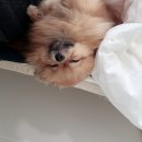 퍼피엔젤스 이미지