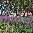 장항체육공원 이미지