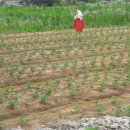 충남주유소 이미지