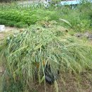 일륜목장 이미지