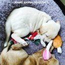 보드미동물병원 | 달봉이 &amp; 코코아 놀이방 이용후기 [갈매보드미동물병원]