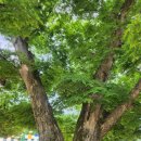 울산 울주 소호리 참나무 숲(6) 이미지