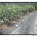 광암농장 이미지