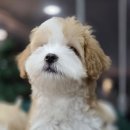 파티콩콩