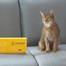 캣터링