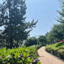 수지7080 | [울산여행] 2025 장생포 수국 축제(페스티벌) 실시간 후기(25.06.28), 주차장 꿀팁, 개화상태