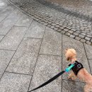 옥정중앙공원 아쿠아가든 이미지