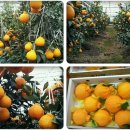 호민농장 이미지