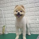 강사모백화점 네이버블로그