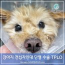 행신동물의료센터 | 행신동 동물병원 행신동물의료센터 강아지 전방십자인대단열 교정 TPLO